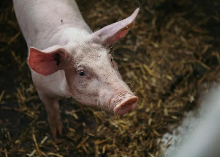 Maria Waldrast ماتري ام برينر