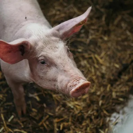 Maria Waldrast 매트레이암브레너